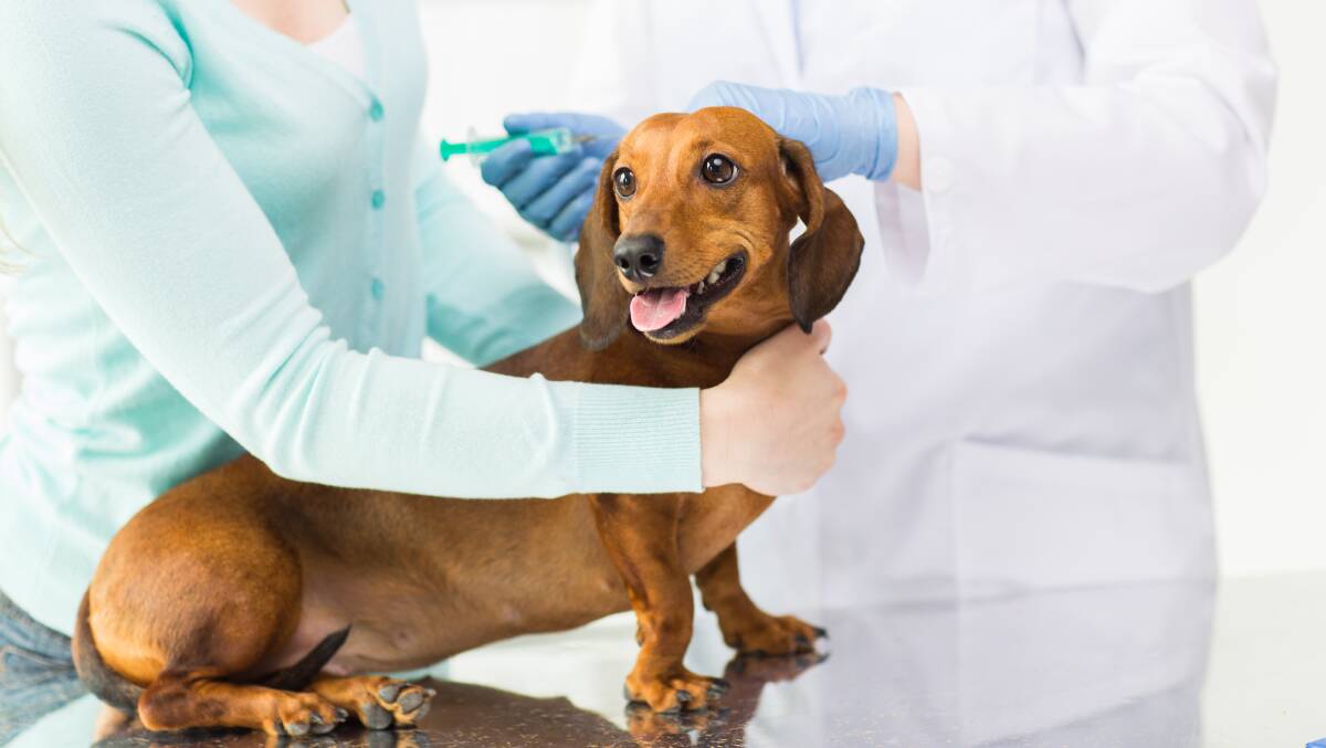 KEEPING HEALTHY: Vaccinations are important this time of year for those travelling with pets. Don't forget to ensure your contact details are updated on microchips.