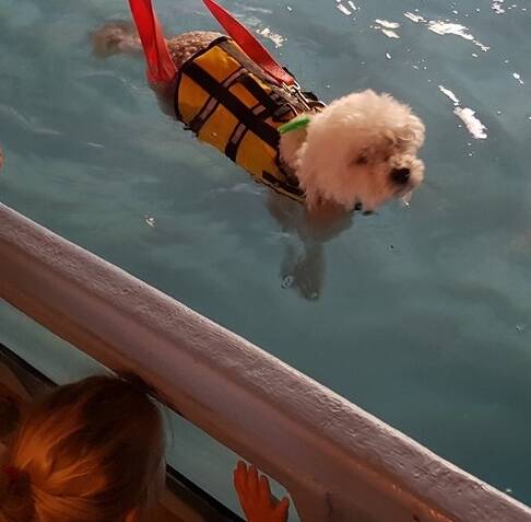 PADDLING: Canine Mia gets a workout with aquatic rehabilitation therapy while her little human sister watches on. Picture: Supplied 