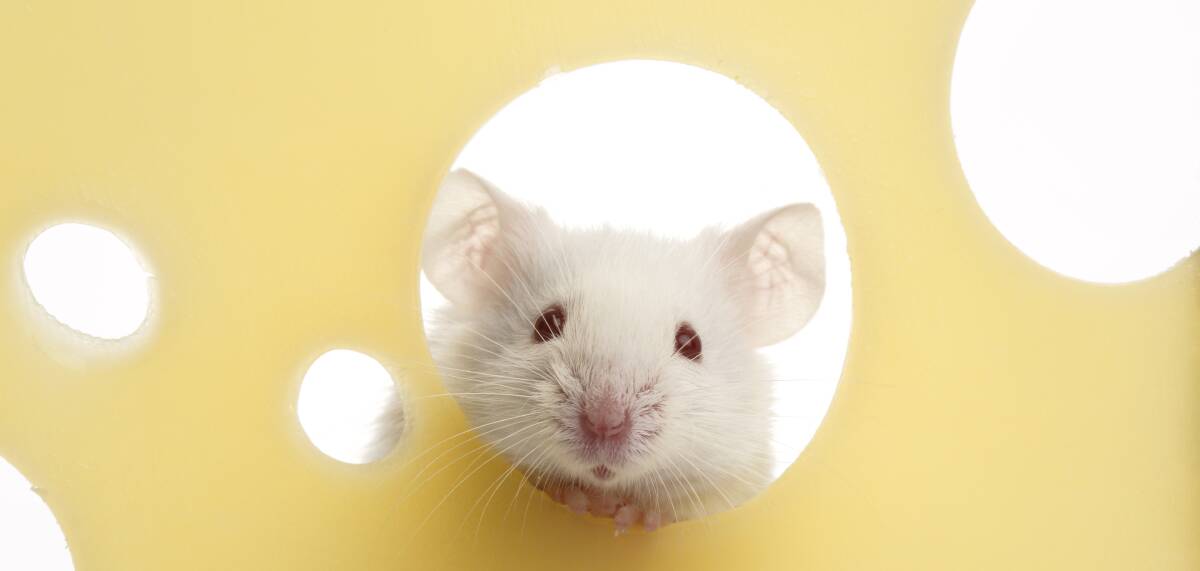 TOO CUTE: Not all pets are big. Why not consider a pet you can share your cheese and biscuits with? Rats and mice make great companions. 