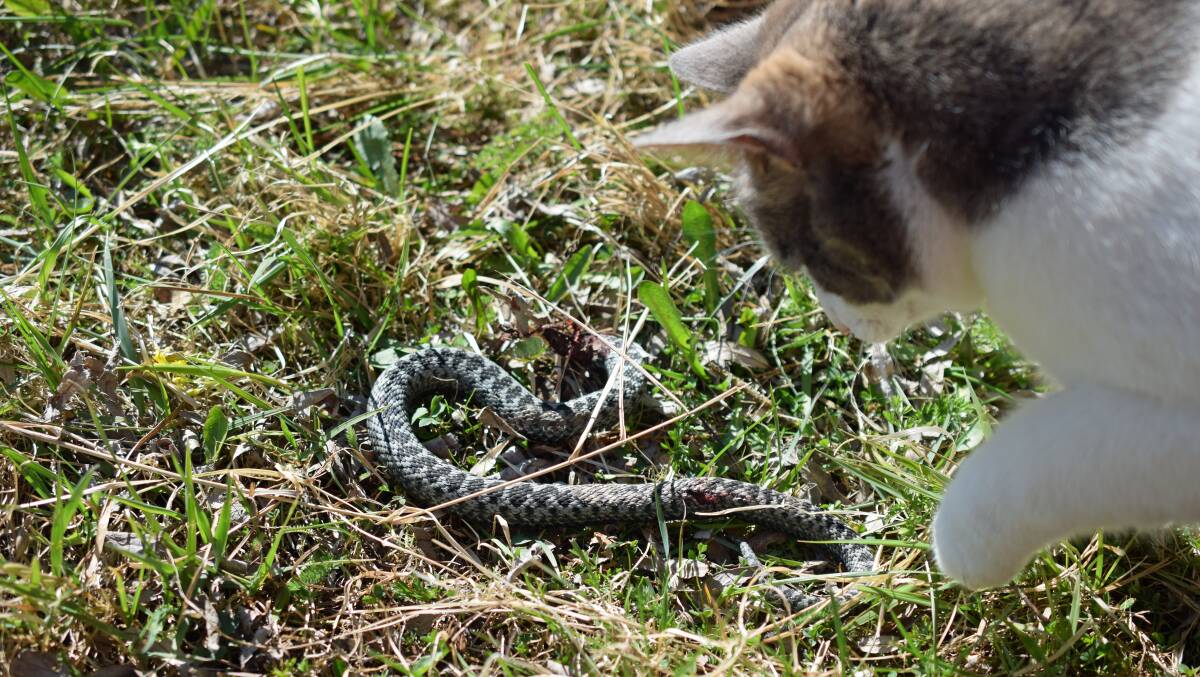 SNAKES NOW ACTIVE: Knowing the signs of a snake bite could save the life of your cat or dog. 