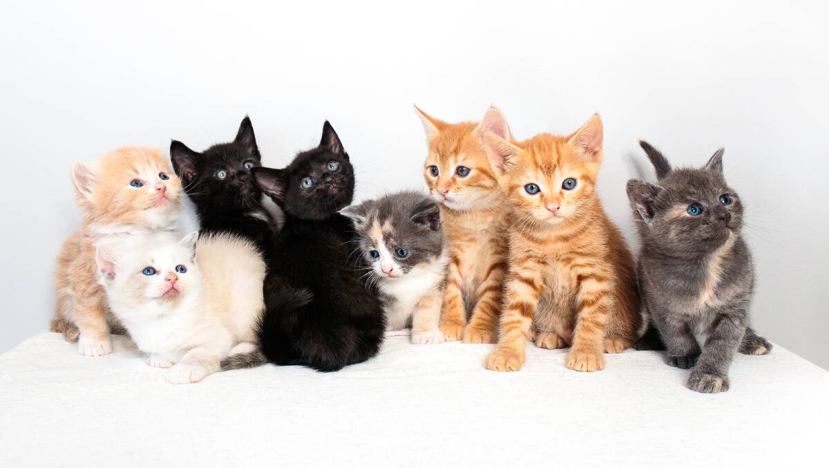 TAKE ME HOME: Two adult cats and their eight kittens have found their way into the care of Veterinary Happiness. They are now looking for new homes. Find about more by contacting the clinic. Photo: Kathy McMillan Photography