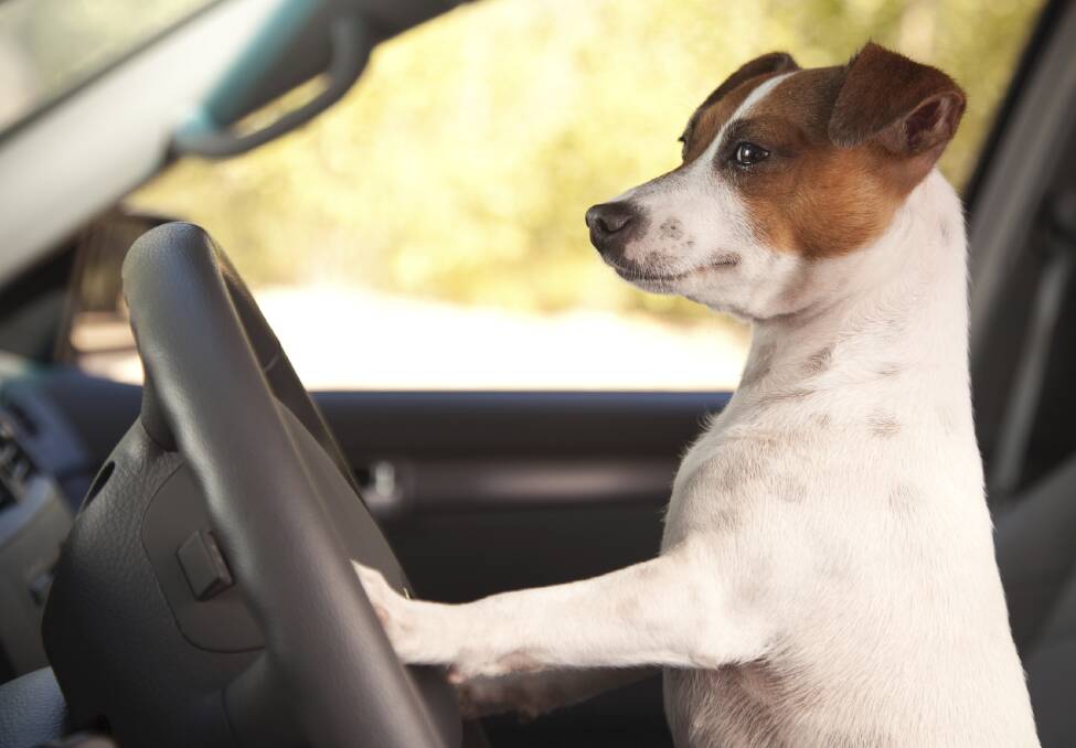 DON'T FORGET ME: Manly Road Vets love your pets and urge you to be mindful of making sure you don't accidentally leave your beloved pet in the car. 