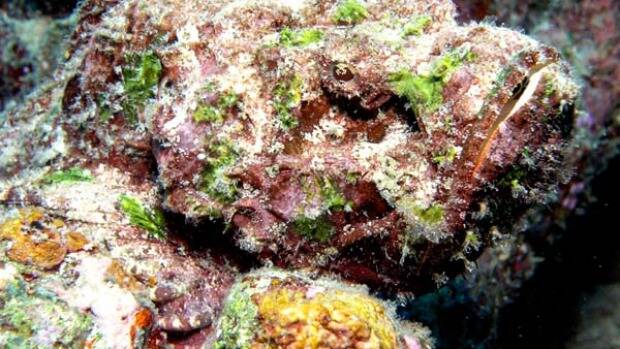 Raby Bay warning after two stung by stonefish