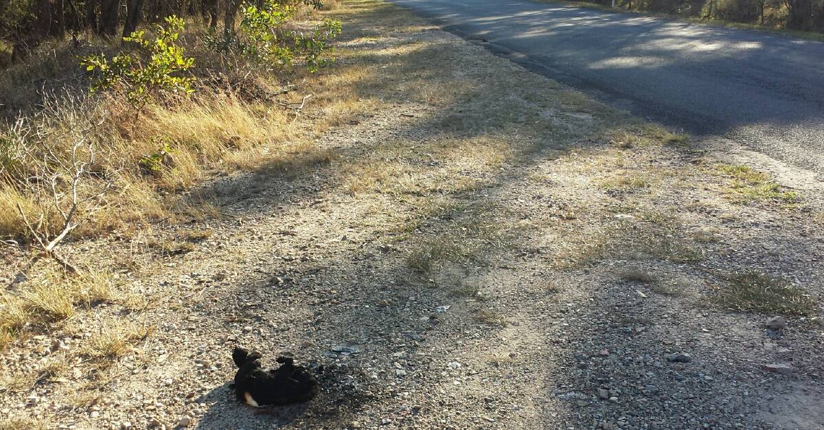 The charred remains of a cat dumped on the roadside at Mount Cotton. PHOTOS: Tony Morrison