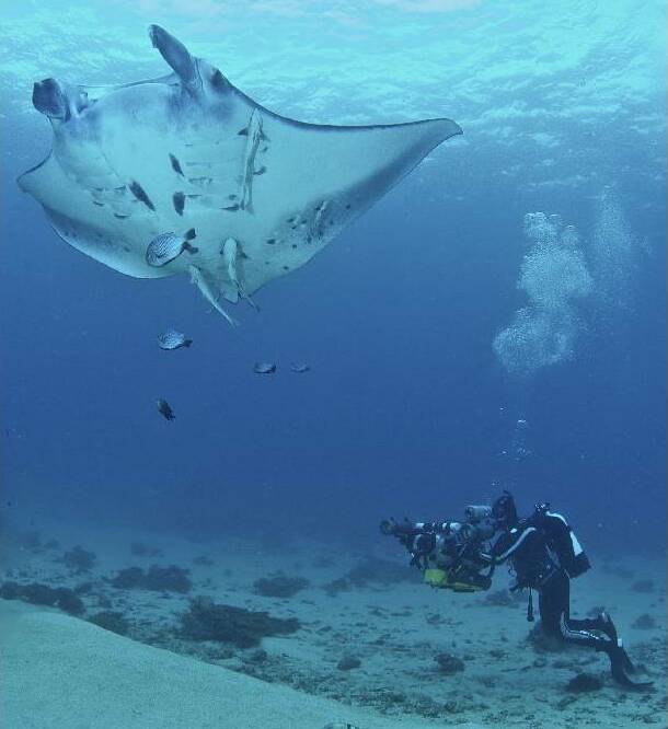 WATER WONDERLAND: A diver checks out a massive manta ray in waters off North Stradbroke Island, one of the spots being touted for a remake of the Jules Verne classic Twenty Thousand Leagues Under the Sea. This photo is from David Biddulph