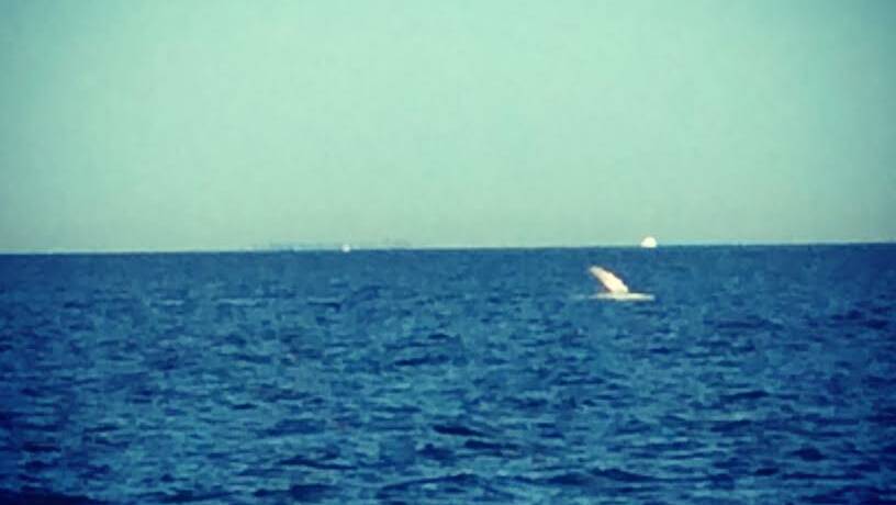 A whale spotted off Stradbroke Island 