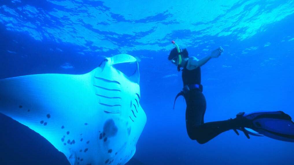 A snorkeller checks out a massive manta ray in waters off North Stradbroke Island, one of the spots touted for filming of a $260 million remake of the Jules Verne classic Twenty Thousand Leagues Under the Sea. This photograph is by North Stradbroke Island underwater photographer David Biddulph courtesy of Manta Lodge and Scuba Centre.