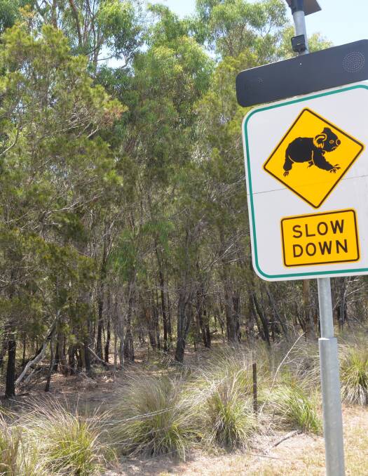 Do we try hard enough to save koala trees?
