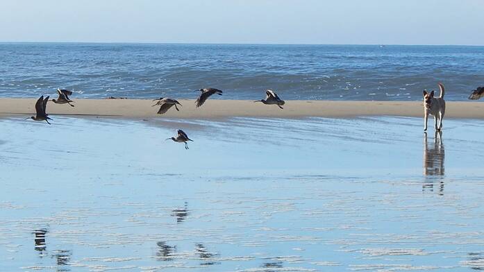 DISTURBING EVIDENCE: Birds being disturbed by a loose dog. Photo: Coastcare.