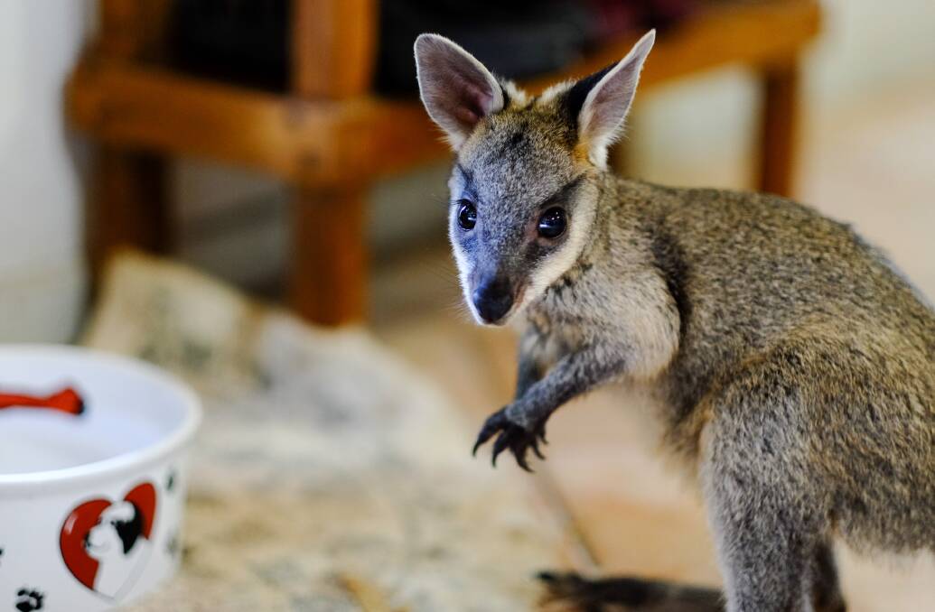 JUMPING JACK: Jack the orphaned swamp wallaby joey being cared for by Bev Grant of Capalaba.