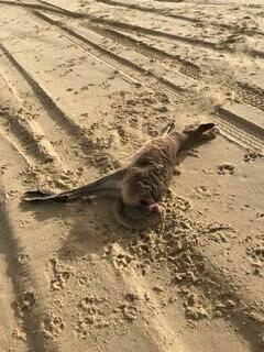 Kangaroos are being mauled to death on North Stradbroke Island. 