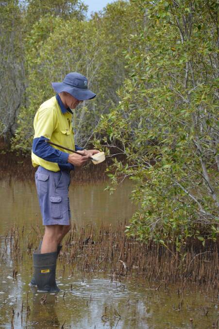 SURVEY WORK: A Redland City Council officer conducting mosquito survey work in mangroves.