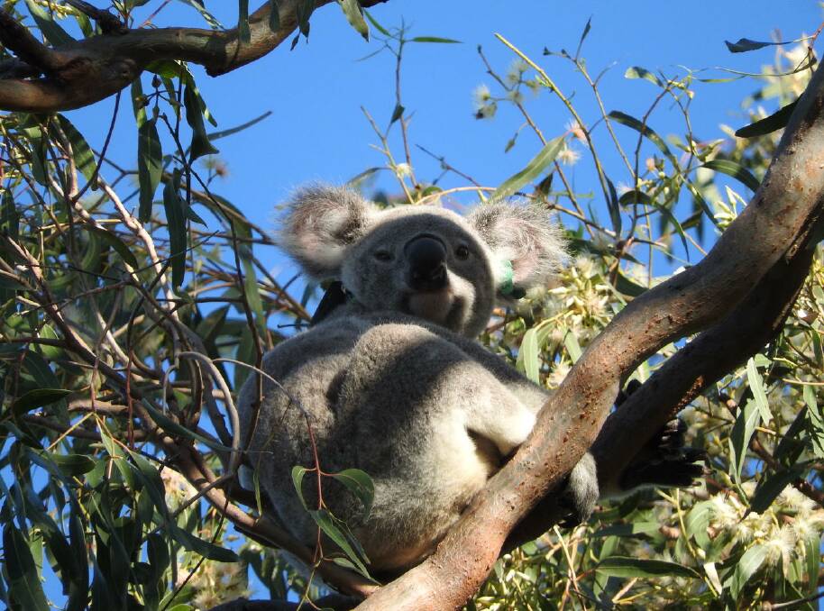 UNIT LIVING: Ethan the koala eyes off visitors to the Shore Street East unit block.