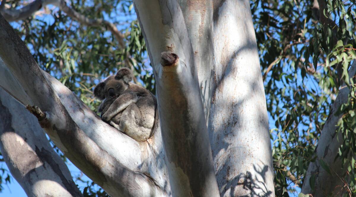 ONE of the koalas seen on the day walk around Cleveland. Koala numbers have crashed in the Redlands, mainly due to extensive development.