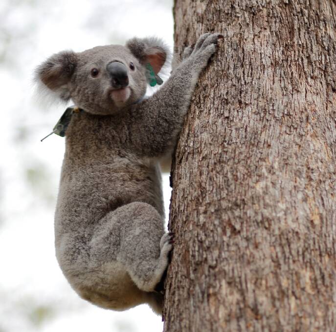 KOALA MISSING: Ethan with his radio collar and prominent green ear tag. Fears have been raised about where he might be.