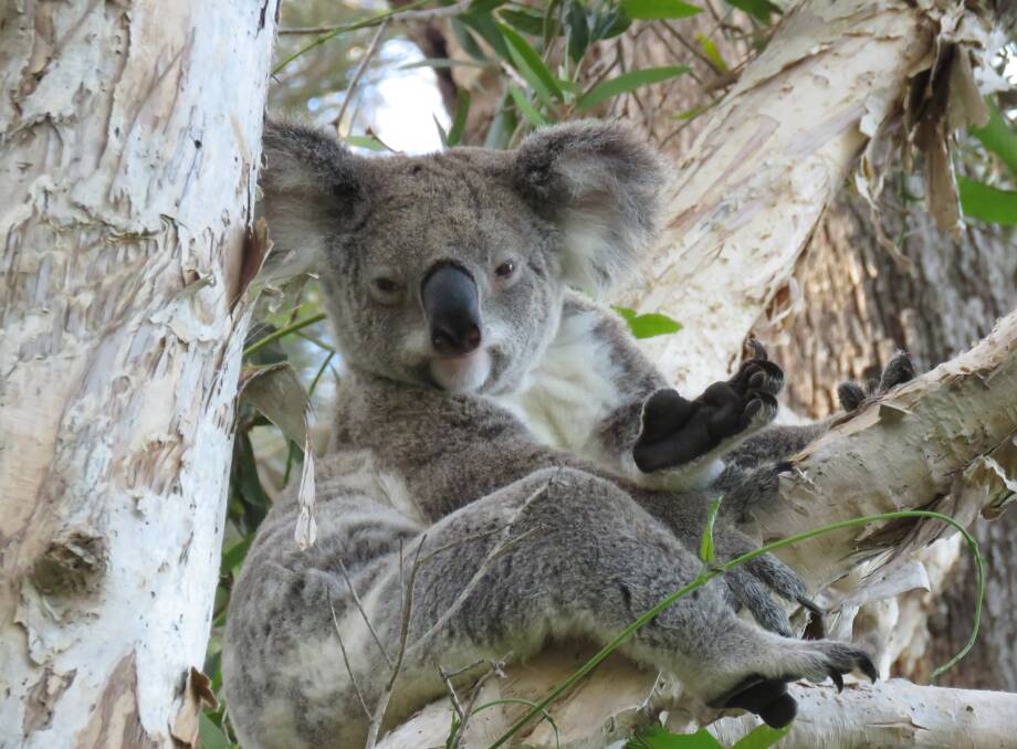 HANGING IN THERE: A slightly sleepy Redlands koala.