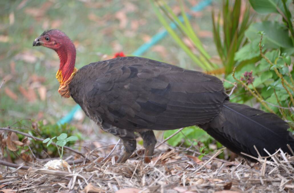 BRUSH TURKEY: This big and strong bird is funny, inquisitive, annoying, fascinating and cheeky. Here it does a bit of gardening at Alexandra Hills.