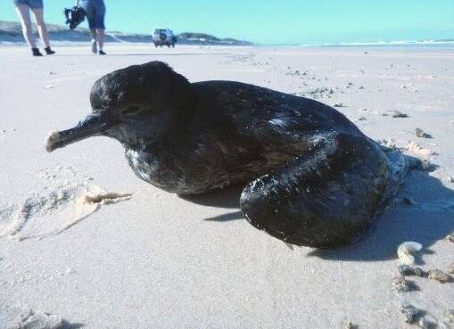 A stranded short-tailed shearwater that washed up on the back beach of North Stradbroke Island.
