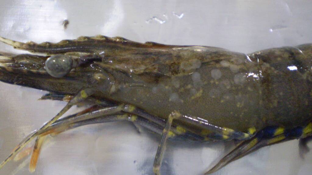 DISEASE STRIKES: A prawn infected with white spot disease. The infection has been found in Logan River prawn farms and across Moreton Bay.