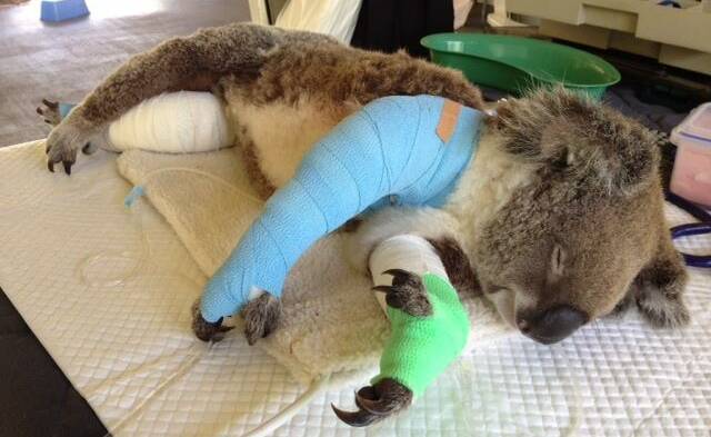 WILDLIFE SUFFER: An island koala after being attacked by a roaming dog.