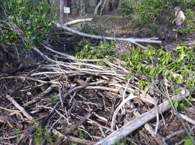 TREES DOWN: Mangrove damage on Russell Island.