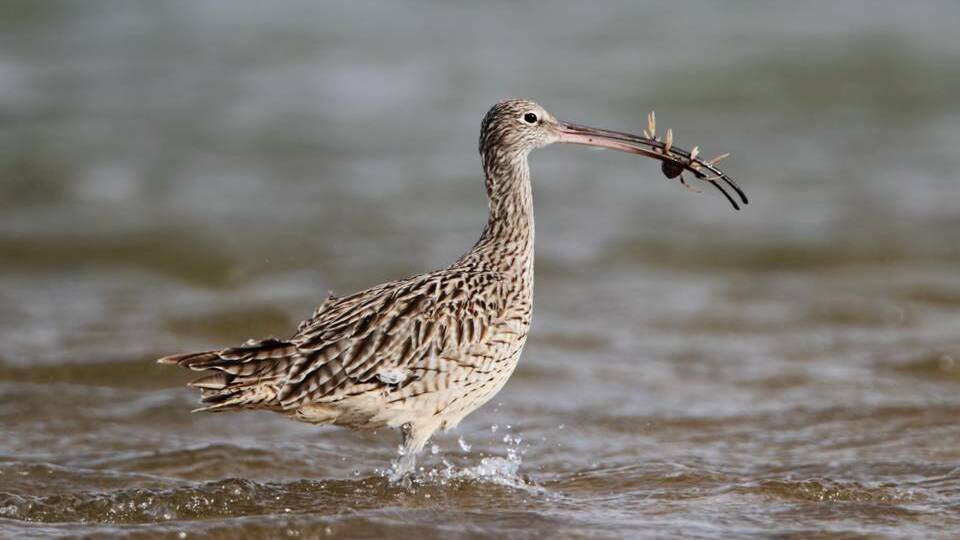 CURLEW CALLING: An eastern curlew, one of the species needing protection on Coochie, feeding on a foreshore. Photo: Federal Environment Department.