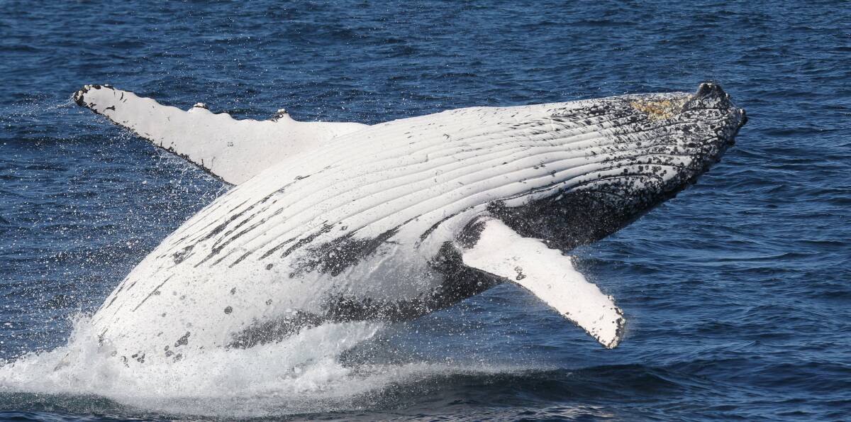tourism potential: The migratory east coast humpback whale migration is a popular drawcard on North Stradbroke Island. More whales also are starting to enter Moreton Bay.