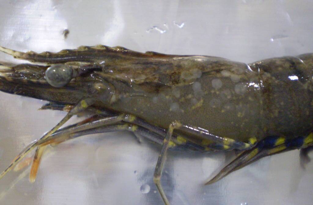 DISEASE SPREADS NORTH: A prawn infected with white spot disease.