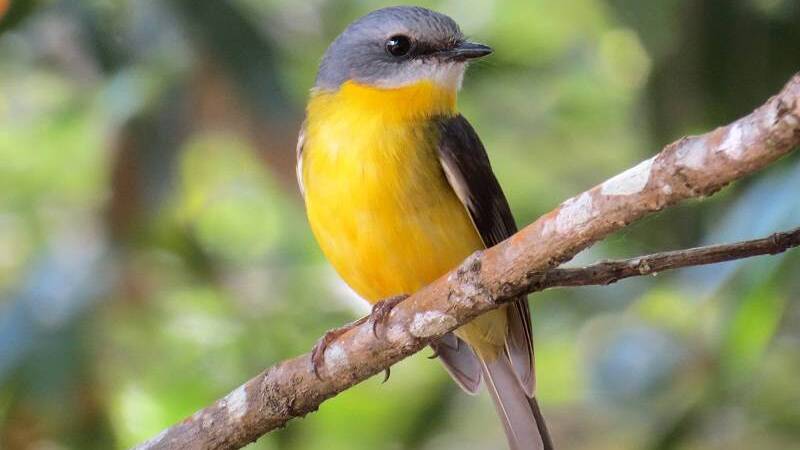 IN STRIFE: An eastern yellow robin. More than 60 per cent of the birds of south-east Australia have lost more than half of their habitat to clearing. Photo: Graham Winterflood.