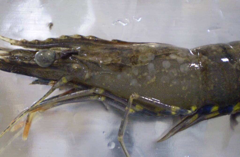 DISEASE SPREADS: A prawn infected with white spot disease.