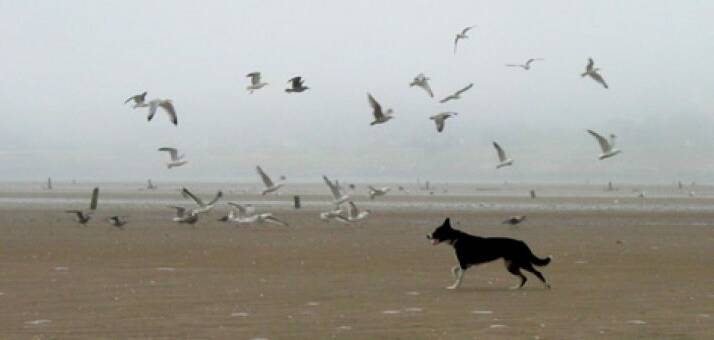 DOG DAMAGE: Many dogs left to run unrestrained on beaches chase birds. This disturbs feeding patterns and prevents migratory species from resting and building fat reserves for their remarkable 13,000 km flight back to the northern hemisphere. Photo: Coastcare.