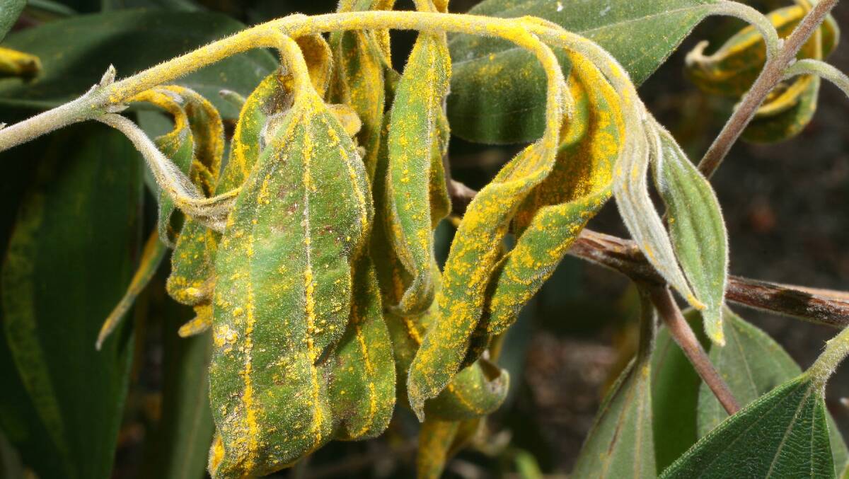 PLANT DISEASE: Myrtle rust is found right along the eastern seaboard.