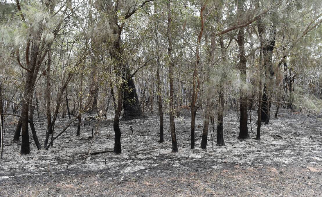RUSSELL ISLAND: Bushland burnt out in a fire on the island in December.