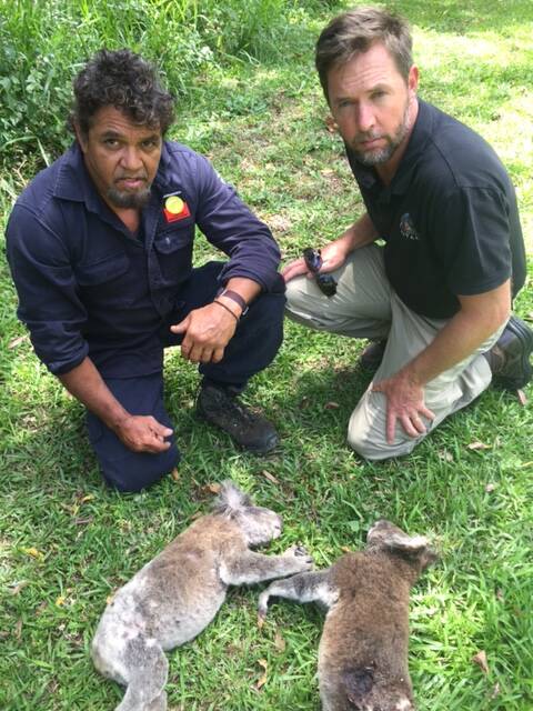 DEADLY TOLL: Head community ranger Darren Burns with Quandamooka Yoolooburrabee Aboriginal Corporation principal ranger Dave Nalder and the two koalas.