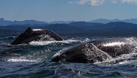 TAILS UP: Humpback whale make light work of their long migration from Antarctic waters to the Great Barrier Reef..