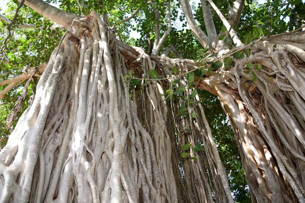BANYAN TREE: Cleveland's huge banyan tree which is believed to be the oldest in the state.