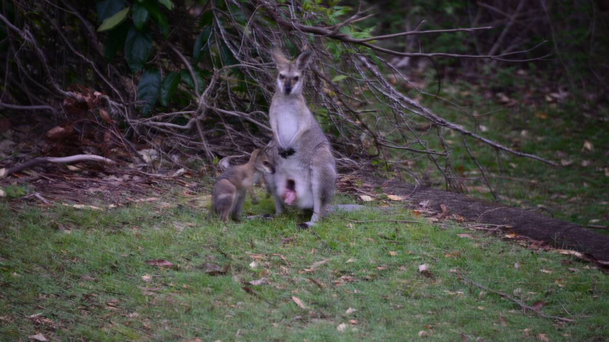 RED-NECK WALLABY: A red-neck wallaby with joey at foot.