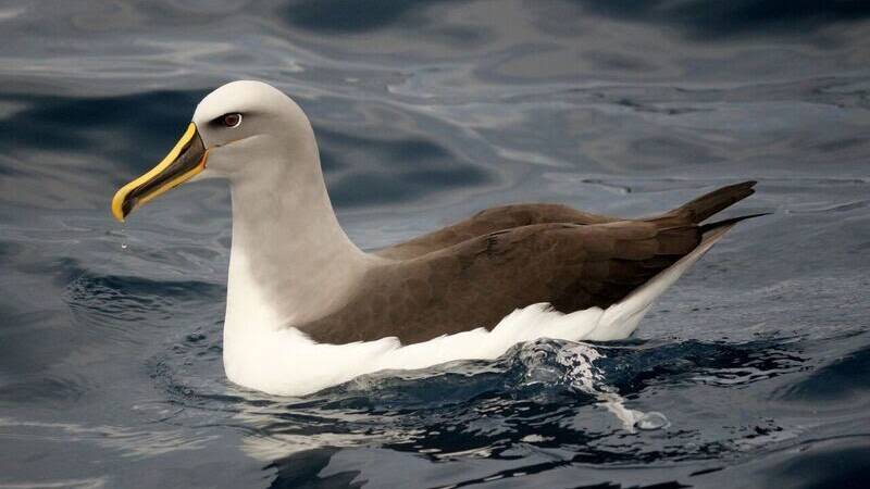 The near-threatened Buller’s albatross which was found with marine debris in its gut.