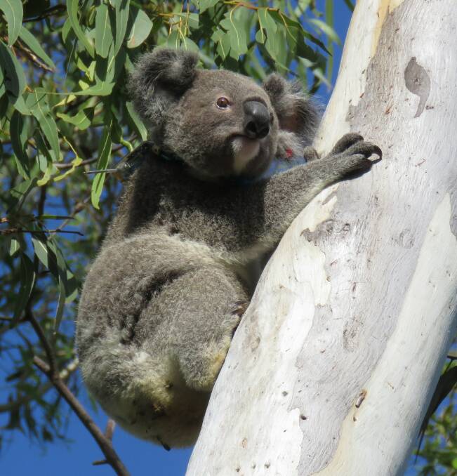 HELLO LADIES: It's breeding season and Saxon the koala is on the move, often crossing roads.
