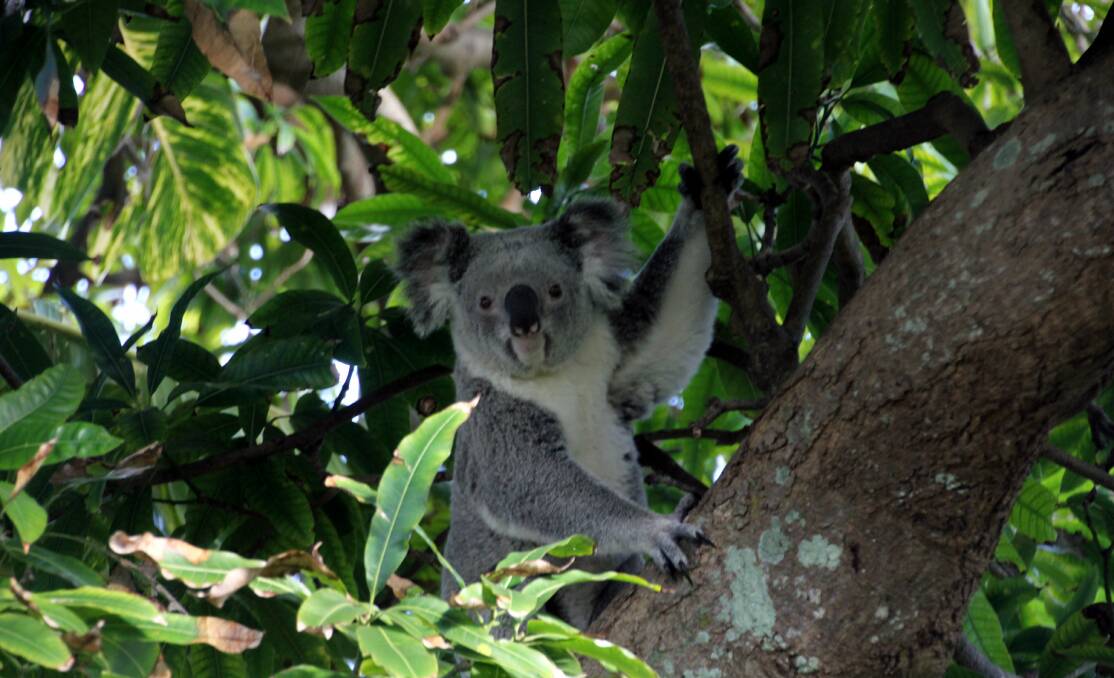 UNDER THREAT: Scientists hope drones and acoustic work will help find fast-disappearing koalas.