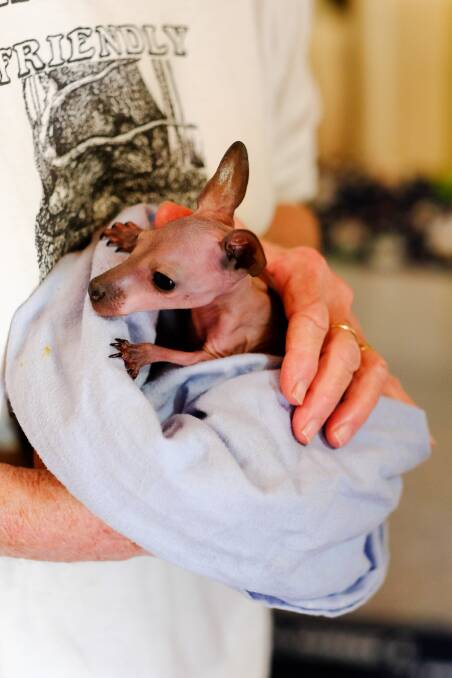 TOUGH START TO LIFE: One of the orphaned wallaby joeys that Bev Grant is bottle-feeding around the clock. 