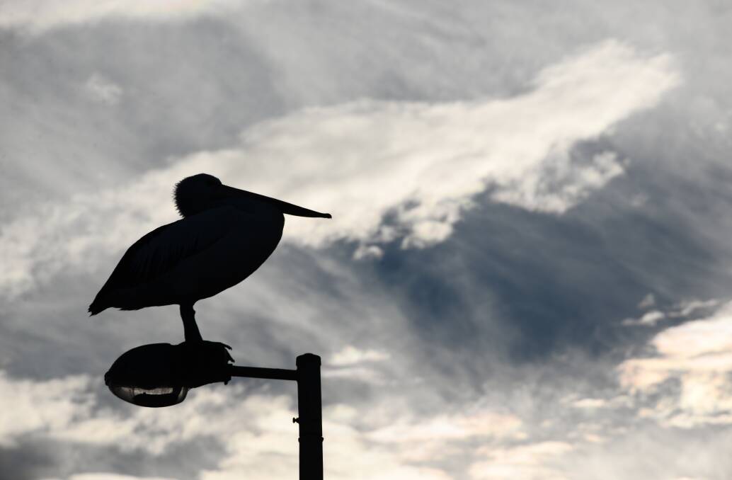 HAUNTING SKY: A pelican takes up a position at Wellington Point. Photo: Brian Williams.