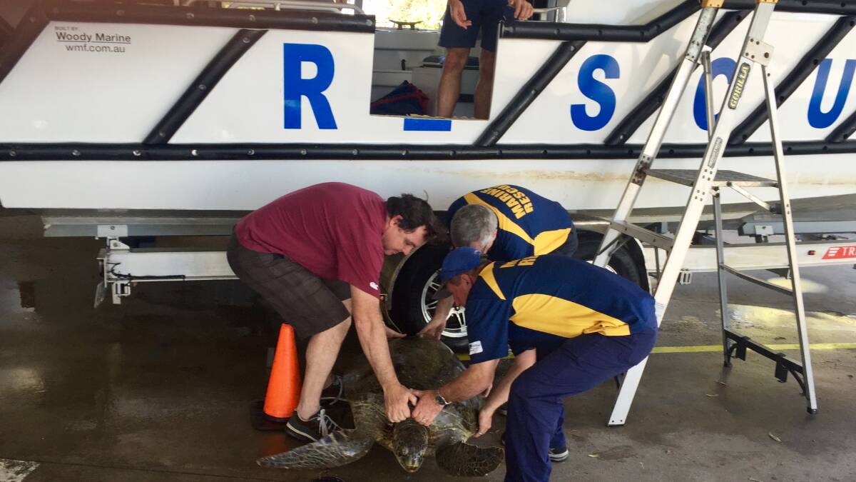 COWABUNGA DUDE: MP Matt McEachan helps local VMR volunteers with a rescued marine turtle.