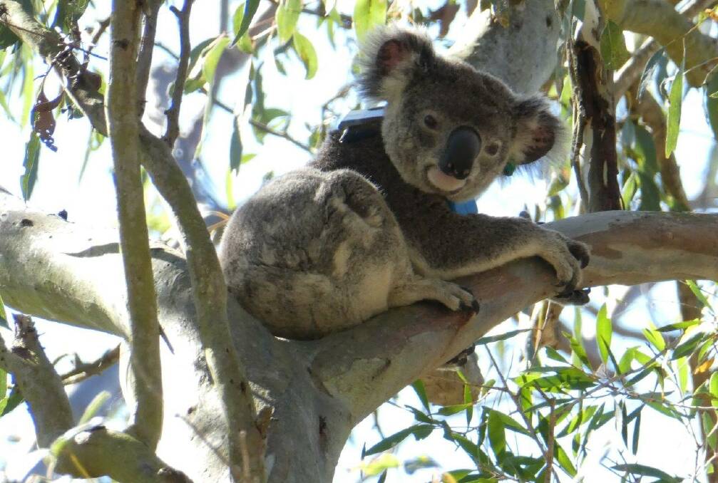 KOALA SEARCH: Have you seen this young man or his radio collar. He also has a green ear tag.