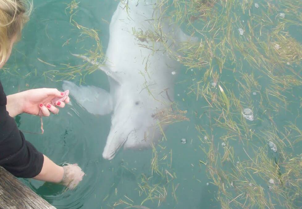 NO GO: Hand feeding dolphins occurs at Amity on North Stradbroke Island which introduces a range of dangers and health issues for the animals.