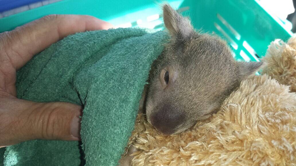 ORPHAN JOEY: An orphaned koala joey clings on to a surrogate mum. They are vulnerable at this age.