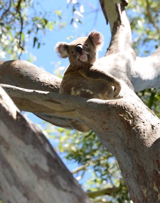 Hard to see a future for Redland koalas | Editorial