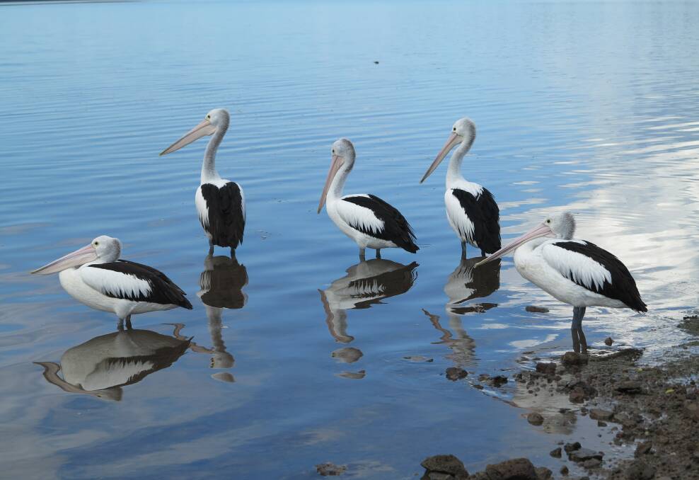 Even the pelicans are talking about the Karragarra Markets, well, sort of.