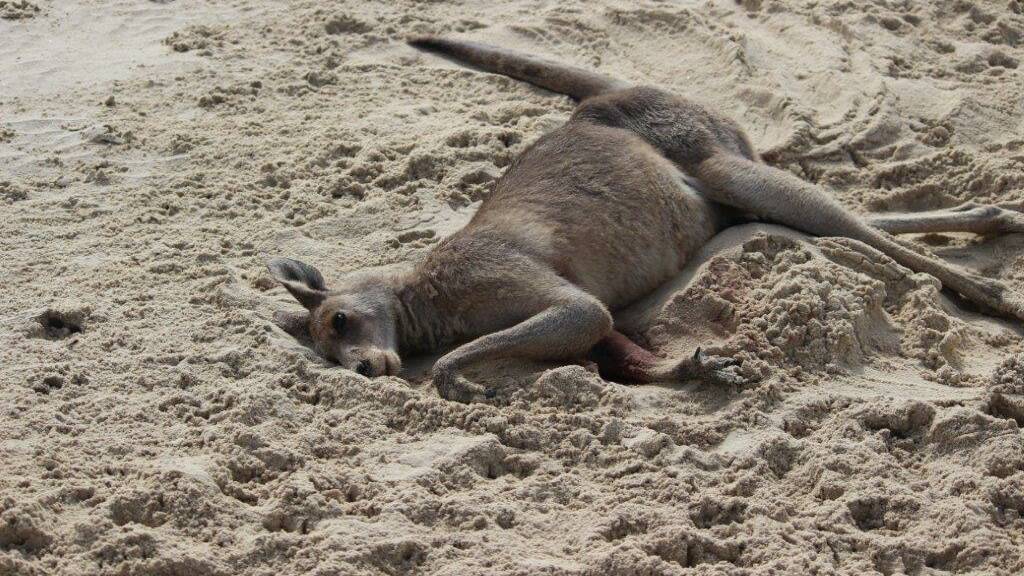 WILDLIFE SLAUGHTER: A kangaroo killed by domestic dogs on the island this week.