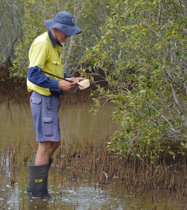 WRIGGLING ALONG: A Redland City Council officer checks for mossie wrigglers in wetlands.